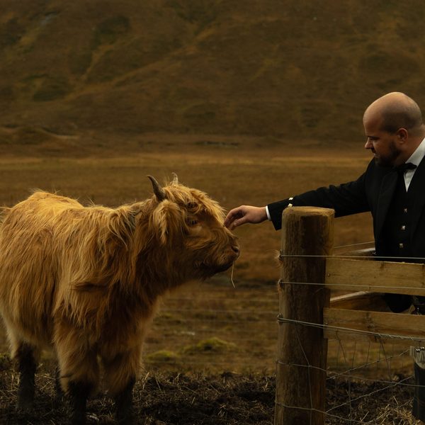 Visitante fazendo carinho em uma vaca highland