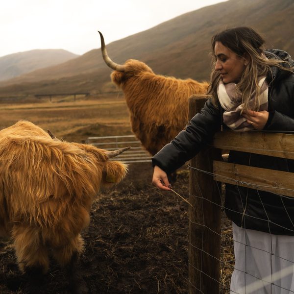 Turista diante de uma vaca highland, com montanhas ao fundo